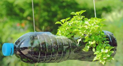 Dale una nueva oportunidad a tus botellas plásticas y crea un fantástico envase germinador