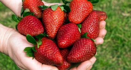 Desafía tus límites y prueba este sencillo método para cultivar fresa en tu casa