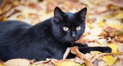 Qué te depara la suerte si te encuentras con un gato negro