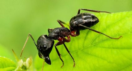 El infalible truco para eliminar a las hormigas de tu jardín