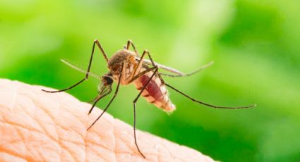 Trucos caseros para ahuyentar los mosquitos en tu hogar