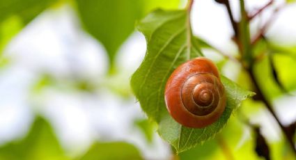 Razones para combatir la presencia de caracoles en tu jardín