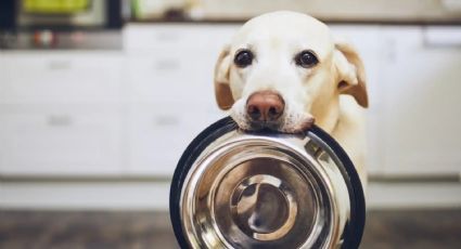 5 Alimentos peligrosos para mascotas: lo que nunca debes darles