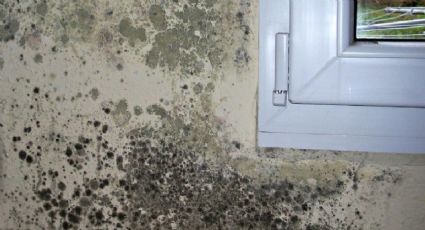 Guía completa para eliminar el moho en las paredes: consejos y trucos