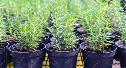 Los tips básicos para cultivar romero en tu casa