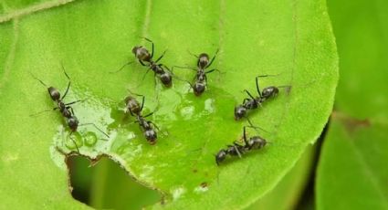 Aprende cómo correr a las hormigas con este método con esponjas