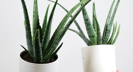 Aloe vera: pon en práctica este ritual casero para tener buena suerte