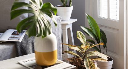 Renueva tu hogar con alguna de estas 3 ideas de decoración con plantas