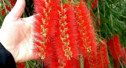 Plantas: los árboles que puedes tener sin romper la banqueta y disfrutar de una gran sombra