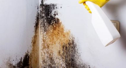 Elimina el moho de las paredes de forma fácil con este truco de limpieza casero