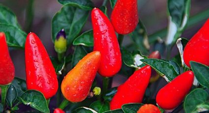 Chiles: aprende cómo cultivar este pimiento ideal para condimentar tus comidas