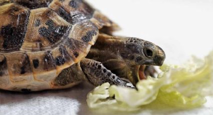 Consejos a tomar en cuenta a la hora de criar una tortuga en casa