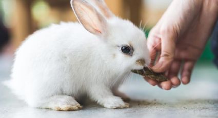 3 consejos básicos si piensas adoptar conejos como mascotas