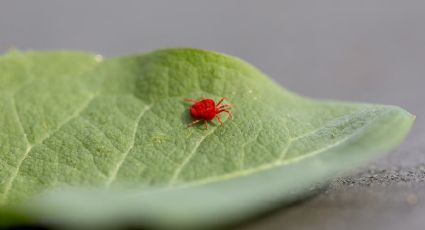 Conoce el efectivo producto que te ayudará a deshacerte de las arañas rojas