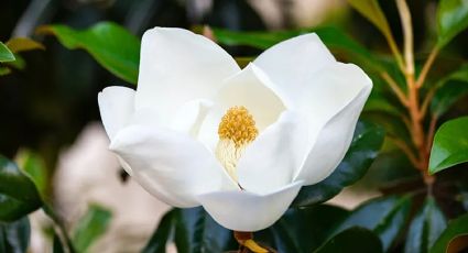 Cambia la armonía de tu hogar con alguna de las plantas que atraen la felicidad y el amor