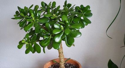 Sigue estos consejos para que tu árbol de jade crezca de manera fabulosa