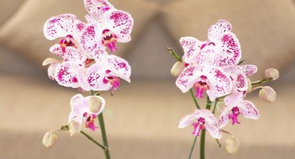 Presume de tus orquídeas con estos tips para su mantenimiento