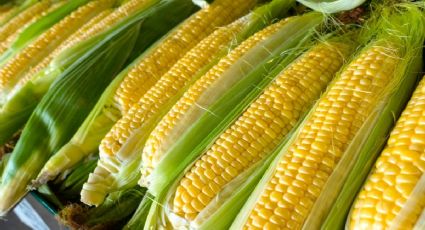 No lo dudes más: razones para empezar a comer maíz de forma más regular