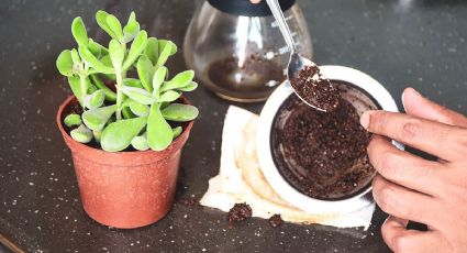 Descubre el poderoso efecto del café en tus plantas