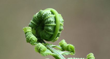 La solución para las plantas que se enrollan y enroscan