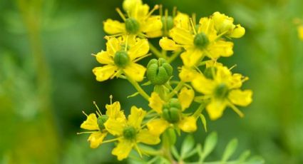 Una de las plantas que se considera como un amuleto para el hogar por su "mágico" poder