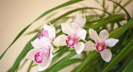 Resucita la orquídea que tienes en casa: soluciones para hacerla florecer, según los jardineros