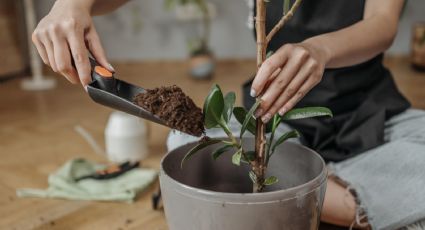 El infalible método para trasladar tus plantas sin dañarlas