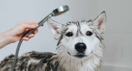 Cada cuánto debes bañar a tus mascotas durante el otoño-invierno