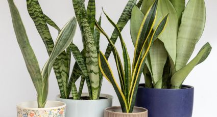 Sansevieria o lengua de suegra: cuál es el remedio casero infalible para que crezca hermosa