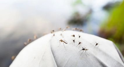 Evita los mosquitos y descubre cuál es olor que los mantiene lejos de tu hogar