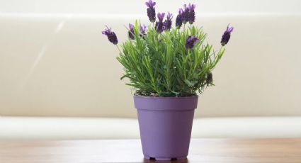 Aromas naturales en tu hogar: 5 plantas con fragancias encantadoras para el interior