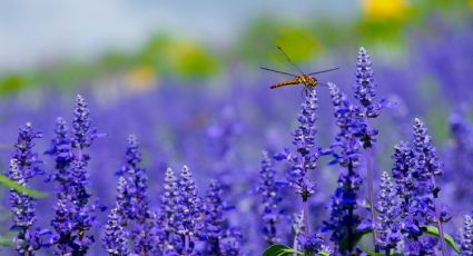 Descubre el encanto de la lavanda para un jardín hipnotizador