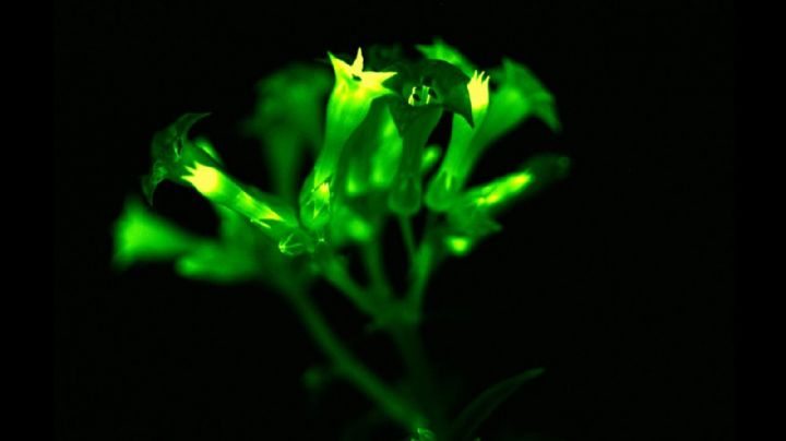 Plantas que brillan en la oscuridad: ilumina tus ideas para el jardín