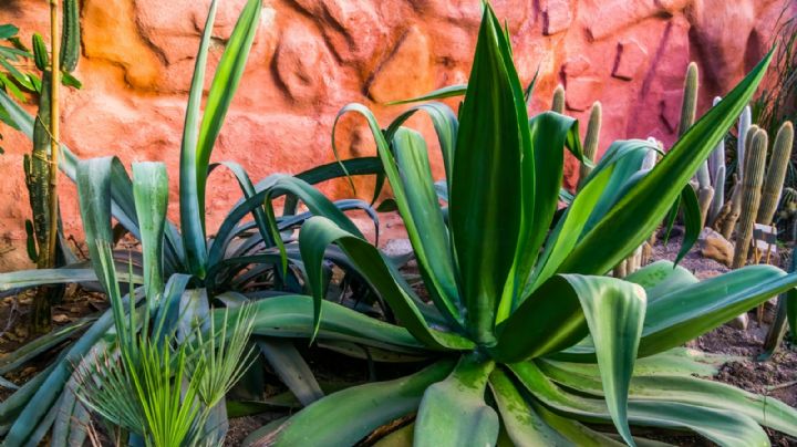 Plantas sanas: 6 cosas que no debes olvidar jamás