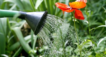 Riego responsable: evita secar o ahogar tus plantas