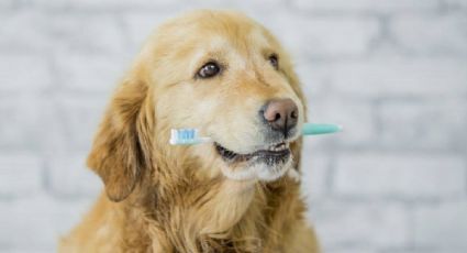 Perros: olvídate del mal aliento de tu mascota gracias a estos alimentos y productos