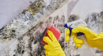 Limpieza total: despídete de los hongos en las paredes de tu casa