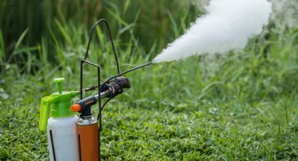 Prueba este insecticida casero y tus plantas te lo agradecerán