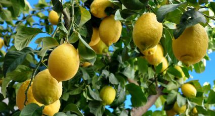 Conoce los cuantiosos beneficios de plantar un limonero en tu casa