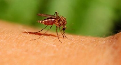 El efectivo insecticida casero para combatir los mosquitos durante este verano