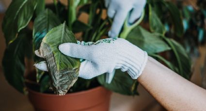 Descubre cuál es el motivo por el que la punta de las hojas de tus plantas se secan