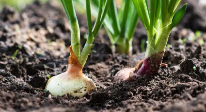 Aprende a cultivar cebollas en tu hogar con estos simples pasos