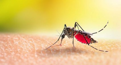 3 tips para alejar los mosquitos de tu hogar en todo momento