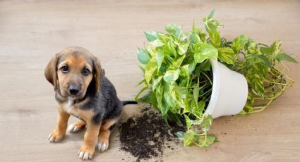 Las 3 plantas que deberías evitar tener en casa si tienes perros y gatos