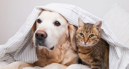 Haz feliz a tus mascotas con estos 5 prácticos y útiles trucos caseros