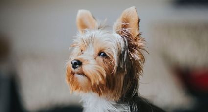 Conoce los riesgos de compartir la cama con tu mascota