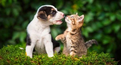 Estos 3 tips te ayudarán a lograr una buena convivencia entre perros y gatos en tu hogar