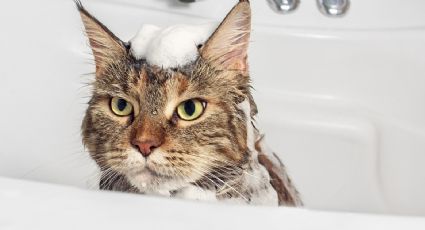 Aprende a bañar de forma correcta y segura a tu mascota con estos consejos