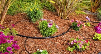 Jardín: sigue estos trucos y consejos para instalar tu sistema de riego por goteo