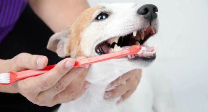 Los 3 remedios caseros con los que terminarás con el mal aliento de tu mascota